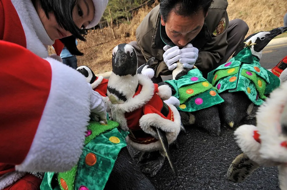 Christmas Penguins