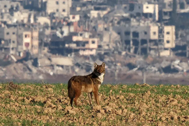 A picture taken in southern Israel near the border with the Gaza Strip on December 17, 2023, shows a jackal in the area amid ongoing battles with the Palestinian Hamas militant group. (Photo by Jack Guez/AFP Photo)