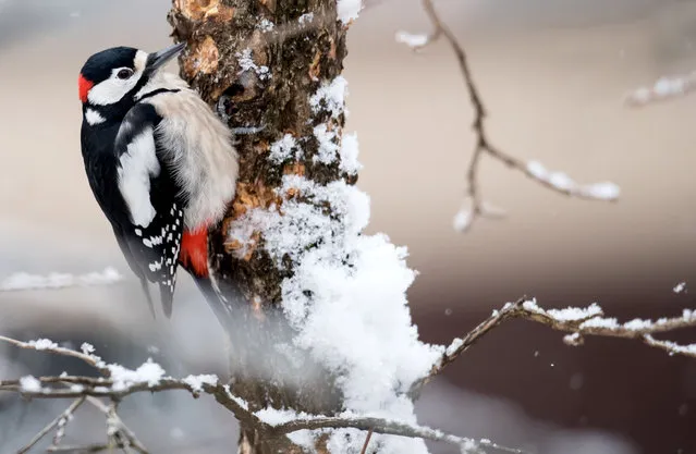 A spotted woodpecker sits on a snow-covered tree trunk in Munich, Germany on January 18, 2017. (Photo by Sven Hoppe/AFP Photo)