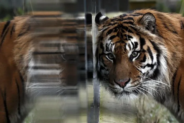 Sumatran tiger Jae Jae is reflected in glass during the annual stocktake at London Zoo in London, Britain January 3, 2017. (Photo by Stefan Wermuth/Reuters)