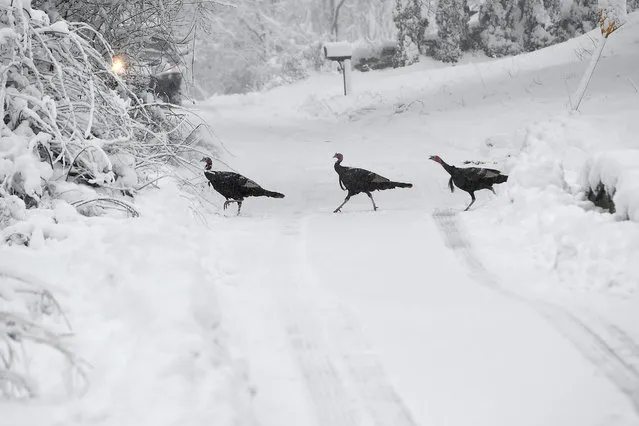 A flock of turkeys crosses Forsberg Street after the first snow storm of 2024, in Worcester, Massachusetts on January 7, 2024. (Photo by Allan Jung/USA Today Network)