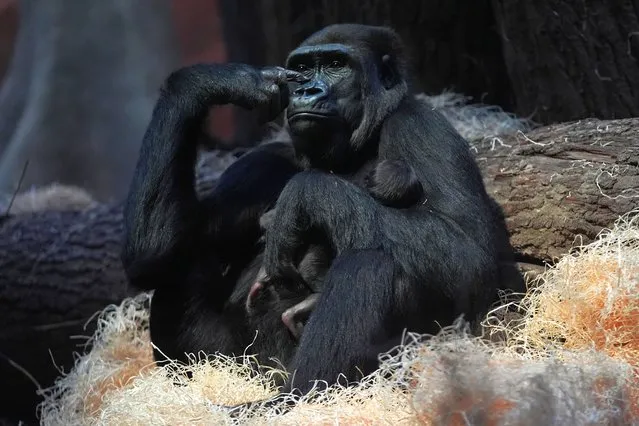 10-year-old gorilla Duni holds her newborn baby at the Zoo in Prague, Czech Republic, Thursday, January 4, 2024. Duni gave birth to her first infant on Jan. 2, 2024 and the baby is yet to be named. (Photo by Petr David Josek/AP Photo)