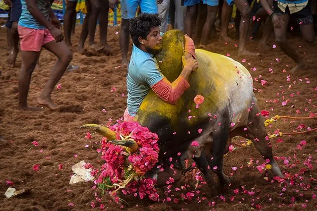 A participant tries to control a bull during an annual bull taming event “Jallikattu” in Palamedu village on the outskirts of Madurai in the southern state of Tamil Nadu on January 15, 2022. (Photo by AFP Photo/Stringer)