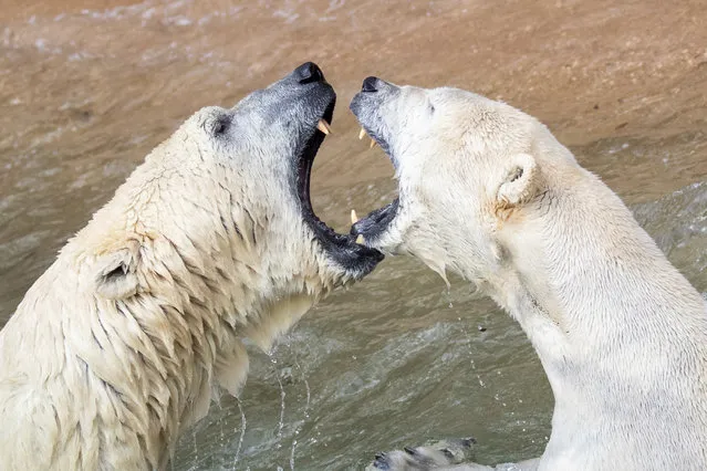 Polar bears Nanuq and Vera play in their enclosure at the “Tierpark” zoo of Nuremberg, Germany, Thursday, April 11, 2019. (Photo by Daniel Karmann/dpa via AP Photo)