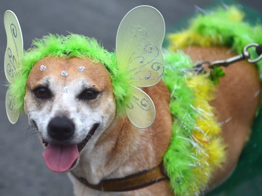 Dogs Have their Day at Rio Pre-Carnival Party