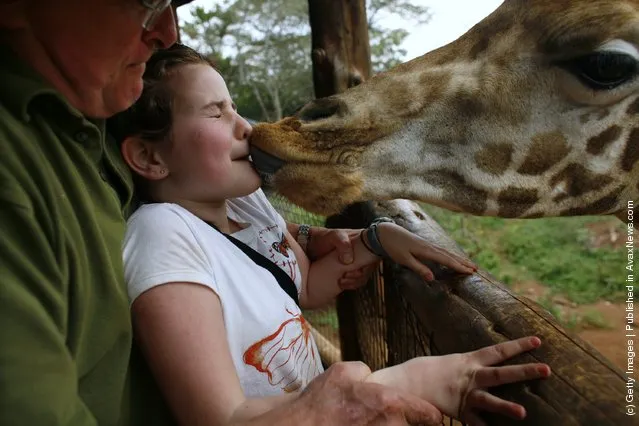 Kiss from a giraffe