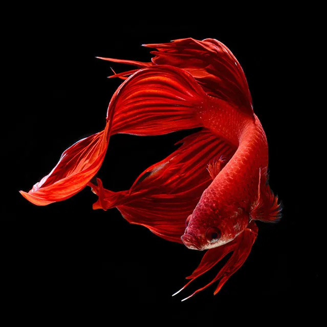 Red siamese fighting fish, Betta Splendens. (Visarute Angkatavanich)