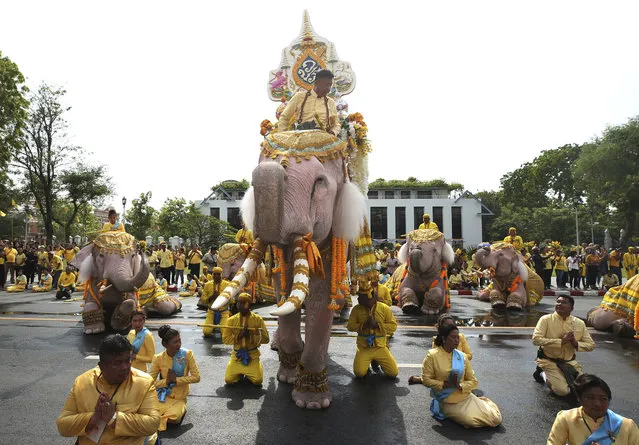 Handlers, known as Mahouts, lead a procession of 10 elephants to kneel outside the Grand Palace in honor of Thailand's King Maha Vajiralongkorn following his coronation ceremony in Bangkok, Thailand, Tuesday, May 7, 2019. (Photoby Rapeephat Sitichailapa/AP Photo)