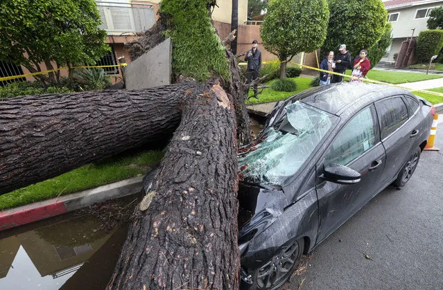 A fallen tree crushes a car outside a residence on Saturday, February 18, 2017, in Sherman Oaks section of Los Angeles. A huge Pacific storm parked itself over Southern California and unloaded, ravaging roads and opening sinkholes. (Photo by Ringo H.W. Chiu/AP Photo)