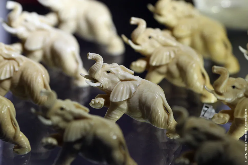 Specimens In The Metropolitan Police's Illegal Trade In Endangered Species Exhibition