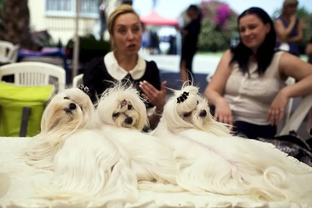 Maltese dogs are seen on a table during an international dog exhibition in Kannot, central Israel May 16, 2015. (Photo by Amir Cohen/Reuters)