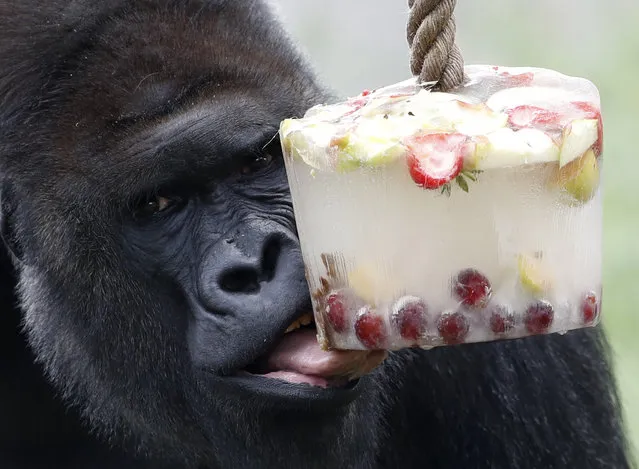 Western lowland gorilla Kijivu liks an ice block with fruits for the gorillas to cool down during a hot weather day at  the Zoo in Prague, Czech Republic, Thursday, June 6, 2019. (Photo by Petr David Josek/AP Photo)