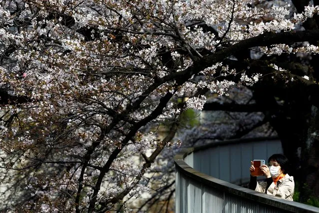 A woman takes a photo on her smartphone under blooming cherry blossoms in Tokyo, Japan, on April 2, 2024. (Photo by Issei Kato/Reuters)