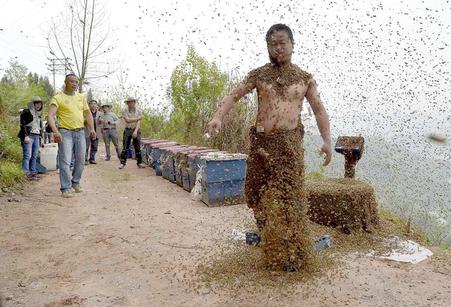 She Ping, a 34-year-old beekeeper, shakes off bees after an attempt to cover his body with bees in Chongqing municipality, April 9, 2014. He used queen bees to successfully attract more than 460,000 bees, weighing over 45 kg (99 lbs), within 40 minutes, local media reported. Picture taken April 9, 2014. (Photo by Reuters/China Daily)