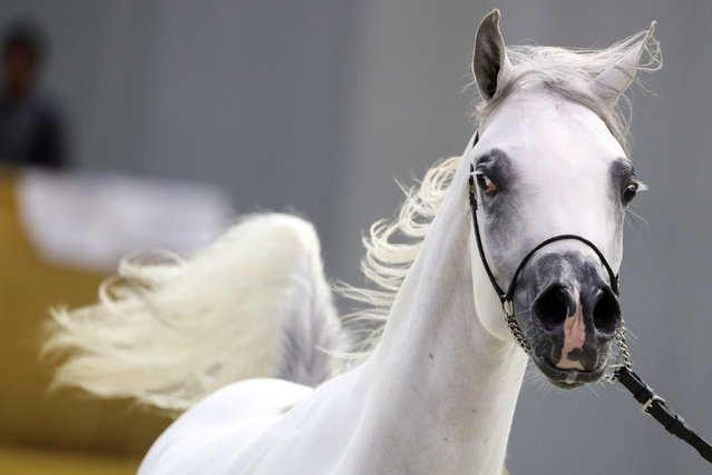 An Arabian Class 9 Mare, yarling colts section, is paraded during the Dubai International Arabian Horse Championship in the Gulf emirate on March 18, 2017. The championship is a competition for purebred Arabian horses which parade during the three-day event to showcase their beauty and talents. (Photo by Karim Sahib/AFP Photo)