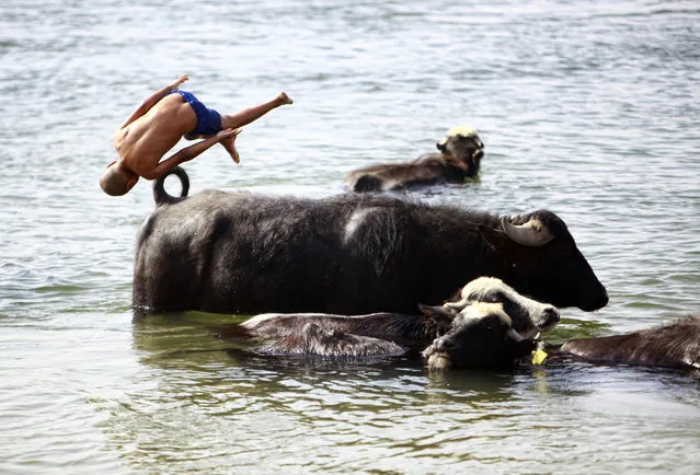 An Iraqi boy jumps in the water near cows south of Iraq's central Shiite Muslim Shrine city of Najaf on April 14, 2014. (Photo by Haidar Hamdani/AFP Photo)