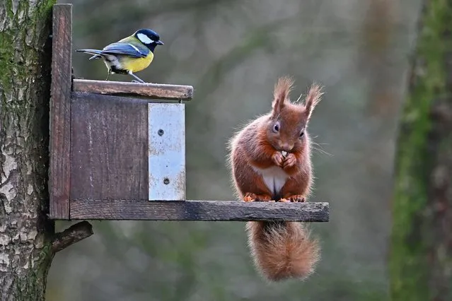 A great tit waits its chance to pick up crumbs as a red squirrel feeds at RSPB Loch Leven Nature Reserve, on February 11, 2022, in Kinross, Scotland. (Photo by Ken Jack/Getty Images)
