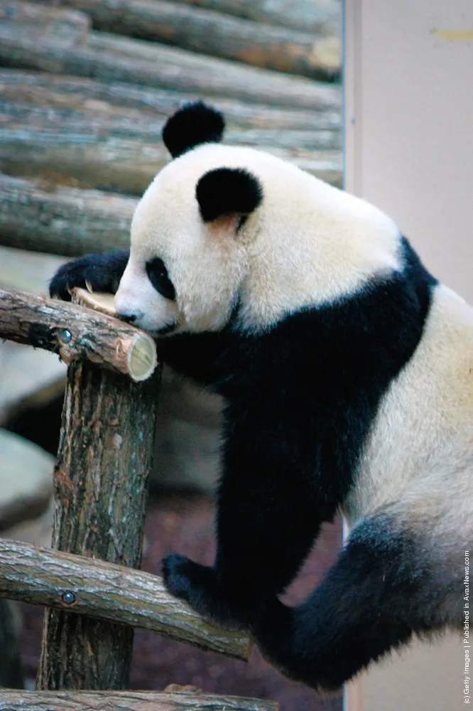 One Day In The Life Of Chinese Pandas Huan Huan And Yuan Zi