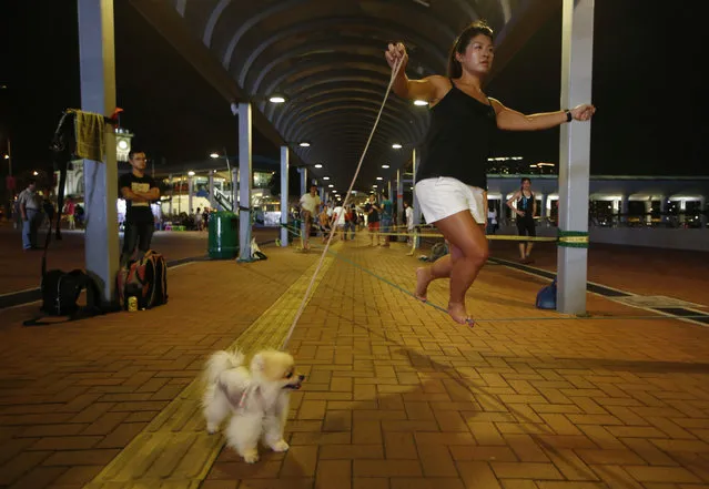 In this Tuesday, July 7, 2015 photo, a woman holds the leash of her dog as she practices slacklining on a street in Central, Hong Kong. (Photo by Kin Cheung/AP Photo)