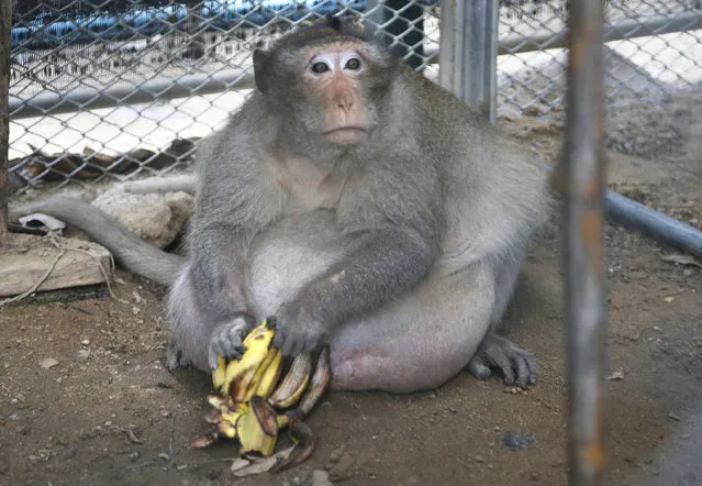 A wild obese macaque named “Uncle Fat”, who was rescued from a Bangkok suburb, sits with bananas in a rehabilitation center in Bangkok, Thailand, Friday, May 19, 2017. The morbidly obese wild monkey, who gorged himself on junk food and soda from tourists, has been rescued and placed on a strict diet. (Photo by Sakchai Lalit/AP Photo)