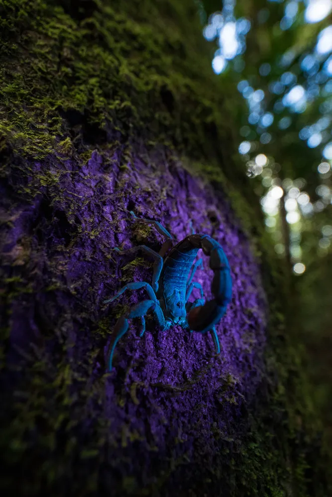2019 British Ecological Society Photography Competition Winners