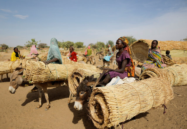 Sudanese refugee women, who fled the violence in their country, ride their donkies loaded with straw, they use to build shelters near the border between Sudan and Chad in Koufroun, Chad on May 7, 2023. (Photo by Zohra Bensemra/Reuters)