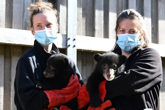 Two female black bears born on February 4 are held by veterinarians ahead of their first medical examination and electronic tagging, at Sainte-Croix animal park in Rhodes, eastern France on April 12, 2022. (Photo by Jean-Christophe Verhaegen/AFP Photo)