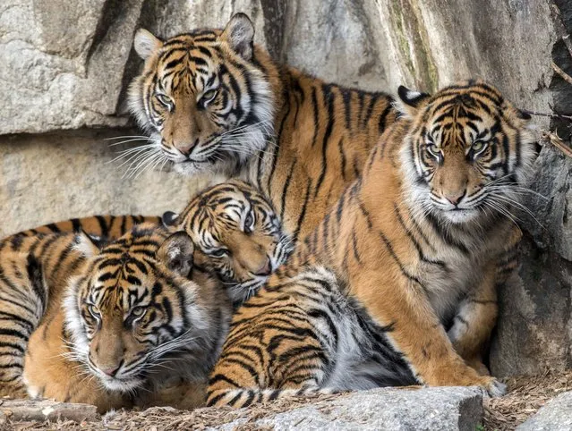 Handout picture shows four young Sumatran tigers in the zoo in Berlin Germany, November 23, 2019. (Photo by Karl Broeseke/AP Photo/Berlin Tiergarten Zoo)