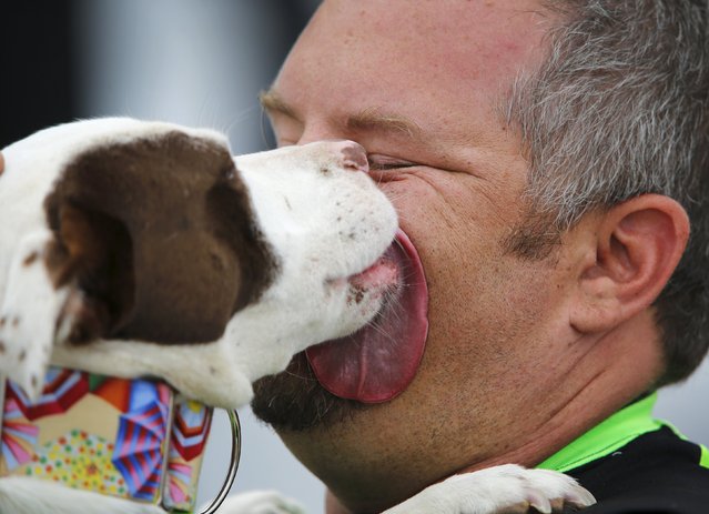 Babe, an american pit bull terrier licks his owner's face before competing in the 10th annual Petco Unleashed surfing dog contest at Imperial Beach, California August 1, 2015. (Photo by Mike Blake/Reuters)