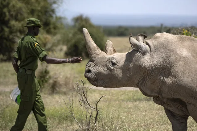 A ranger reaches out towards female northern white rhino Najin, 30, one of the last two northern white rhinos on the planet, in her enclosure at Ol Pejeta Conservancy, Kenya Friday, August 23, 2019. Wildlife experts and vets say there is hope for the northern white rhino which is on the verge of extinction, after they successfully managed to draw eggs Thursday from the last two of the species, hoping they can be used to reproduce the species through a surrogate. (Photo by Ben Curtis/AP Photo)