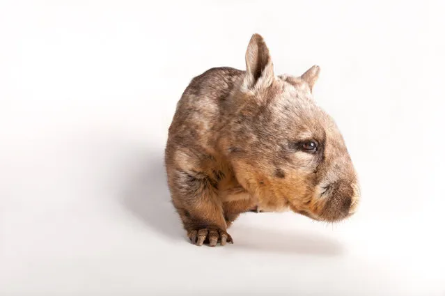 Southern hairy-nosed wombat. The most social of the three wombat species, the southern hairy-nosed wombat is found in parts of southern Australia and south-east Western Australia. They are similar in size and shape to the common wombat, with silkier fur, long ears and furry muzzles. Wombats are solid and stocky, with short legs, large front feet, and bear-like claws. The second and third toes of the hind feet are fused, with a double claw used in grooming. Wombats’ legs and shoulders are powerful and they use their front legs for digging burrows. (Photo by Joel Sartore/National Geographic Photo Ark/The Guardian)