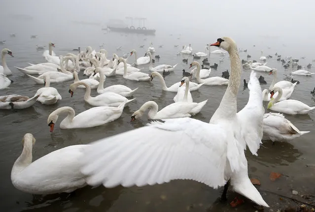 Swans gather on the shoreline of Danube river in Belgrade, Serbia, Wednesday, January 15, 2020.  Cities throughout the Balkans have been hit by dangerous levels of air pollution in recent days, prompting residents' anger and government warnings to stay indoors and avoid physical activity. (Photo by Darko Vojinovic/AP Photo)