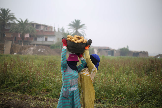 Egyptian workers harvest potatoes in a field on May 4, 2024 in Menoufia, Egypt. The area is known for its agricultural production, due to the fertile land of the Nile Delta. (Photo by Ahmad Hasaballah/Getty Images)