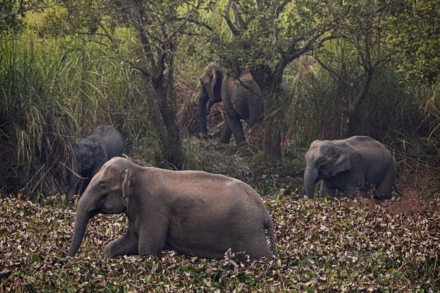 A herd of wild elephant search for food in a forested area near a railway track at Panbari village, on the outskirts of Gauhati, India, Tuesday, January 28, 2020. More then 30 wild elephants and their calves came out from nearby Amchang wildlife sanctuary and crossed a railway track in search of food in Panbari village Monday night. Wildlife activists say human encroachment in the forests of northeast India have forced elephants out of their natural habitats, triggering conflicts with locals. (Photo by Anupam Nath/AP Photo)