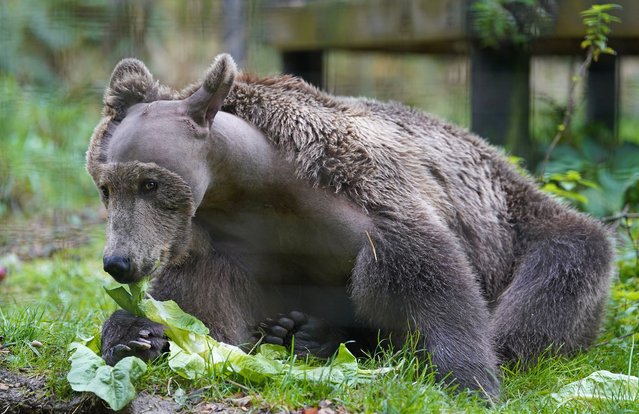 Boki, a two-year-old brown bear, in his enclosure at the Wildwood Trust in Canterbury, Kent, UK on Monday. October 14, 2024 as he recovers from surgery to drain fluid from his brain, the first time an operation of the kind had been carried out in the UK. (Photo by Gareth Fuller/PA Images via Getty Images)