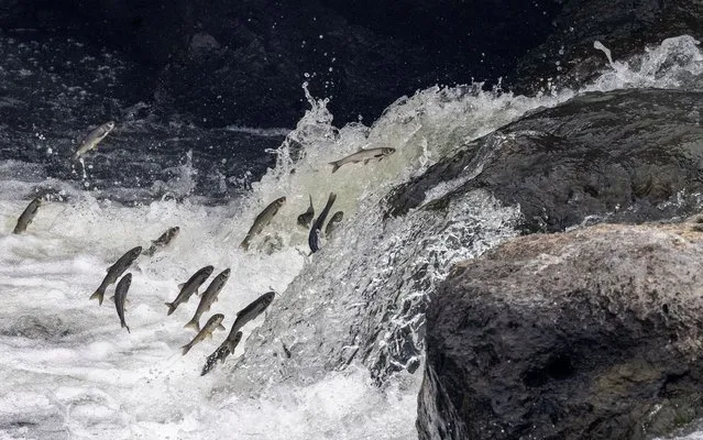 Pearl mullets, an endemic fish species, try to jump over a small waterfall as they swim upstream to lay their eggs in the fresh waters of Deli Cay River, rather than the highly carbonated waters of Lake Van, near the Turkish town of Ercis, in the Van Province, Turkey, May 22, 2022. (Photo by Umit Bektas/Reuters)