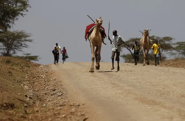 A competitor runs after his camel during a race at the Maralal Camel Derby, Kenya, August 16, 2015. The riders occasionally jump off their camel to make them run faster before remounting. Maralal, a small, arid town about an eight-hour drive north of the Kenyan capital Nairobi, holds an annual camel festival, bringing together members of the Samburu, Turkana and Pokot semi-nomadic cattle-herding tribes. (Photo by Goran Tomasevic/Reuters)