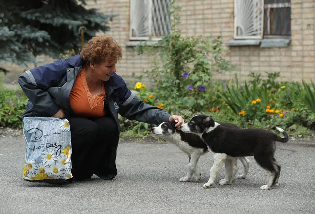 Administration worker Lyudmila Ivanovna greets stray puppies inside the exclusion zone at the Chernobyl nuclear power plant on August 18, 2017 near Chornobyl, Ukraine. (Photo by Sean Gallup/Getty Images)