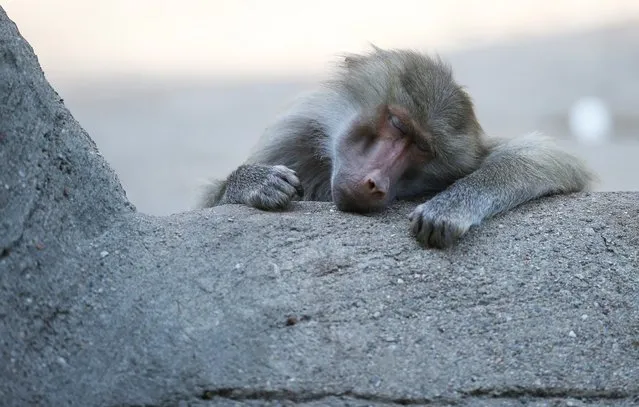A baboon rests in shade, at the Hagenbeck Zoo in Hamburg, Germany, July 19, 2022. (Photo by Cathrin Mueller/Reuters)