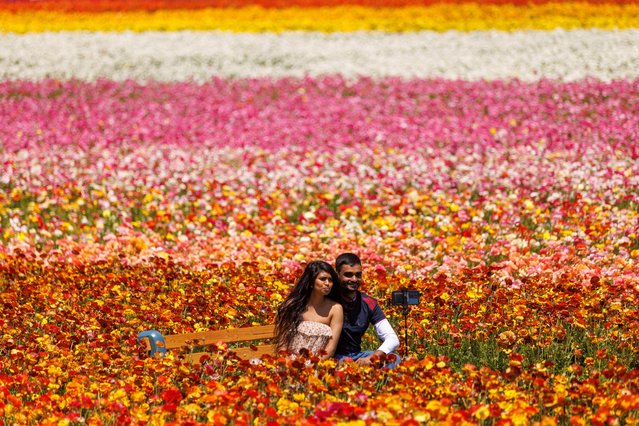 Noylin and Satheeshan Tharmarajah set up a picture of themselves surrounded by giant Tecolote Ranunculus flowers at the Flower Fields in Carlsbad, California, U.S., April 20, 2022. (Photo by Mike Blake/Reuters)