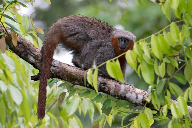 Undated handout picture taken at an undisclosed location released by WWF Brazil on August 30, 2017 showing a specimen of primate Calicebus miltoni which was included in the 2014-2015 Report of New Species of Vertebrates and Plants of the Amazon. A total of 381 new species, including 216 plants, 93 fish, 32 amphibians, 19 reptiles, 1 bird, 20 mammals and 2 fossils were described in the research carried out by the Living Amazon Initiative of the WWF Network and the Mamiraua Sustainable Development Institute (IDSM). (Photo by Adriano Gambarini/AFP Photo/WWF Brazil)