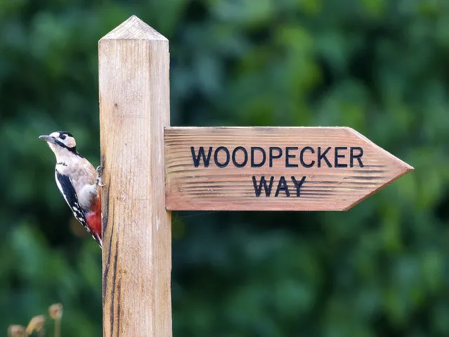 Standalone picture dated August 18, 2022 shows a Great Spotted Woodpecker perched on a Woodpecker Way sign in South Norfolk. (Photo by Edward Russell/Bav Media)