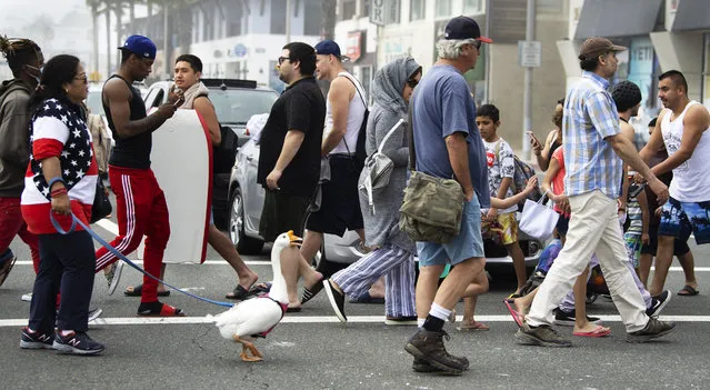 A goose named Goosey crosses the street to get to the other side with owners Psyche Lynch, left, and Tom, center, in a crowded downtown Huntington Beach, Calif., Sunday, April 26, 2020. (Photo by Mindy Schauer/The Orange County Register via AP Photo)