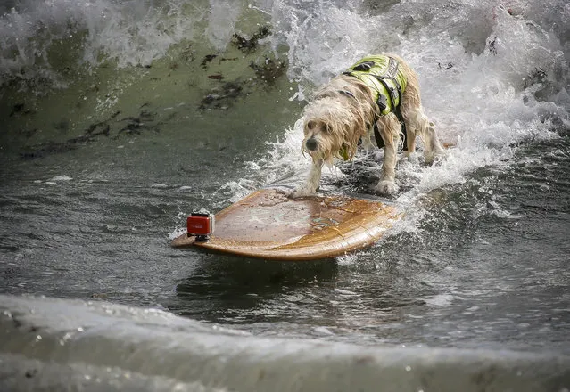 Waldo, a 6-year-old Tibetan Terrier belonging to Susan and Mike Leverette of Sebastian, competes in the third heat of the medium dogs division at the Hang 20 Surf Dog Classic at Carlin Park in Jupiter Saturday, August 29, 2015. “The waves are a little bigger than we are used to”, said Susan. (Photo by Bruce R. Bennett/The Palm Beach Post)