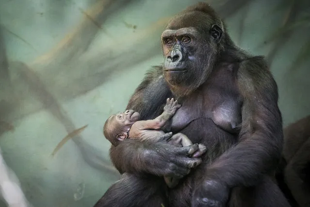 Gorilla Kira holds her baby at Moscow's zoo, Russia, Thursday, August 4, 2016. The baby was born on July, 22 and she's already living with her mother and other gorillas. (Photo by Alexander Zemlianichenko/AP Photo)