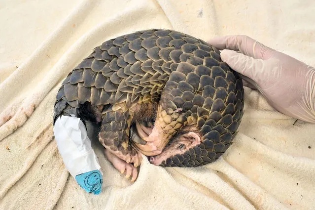 A young pangolin rests after receiving medical treatment on its tail, believed to have been injured during an attack by dogs, at the Leofoo Village Zoo in Hsinchu, northern Taiwan on August 31, 2022. (Photo by Sam Yeh/AFP Photo)