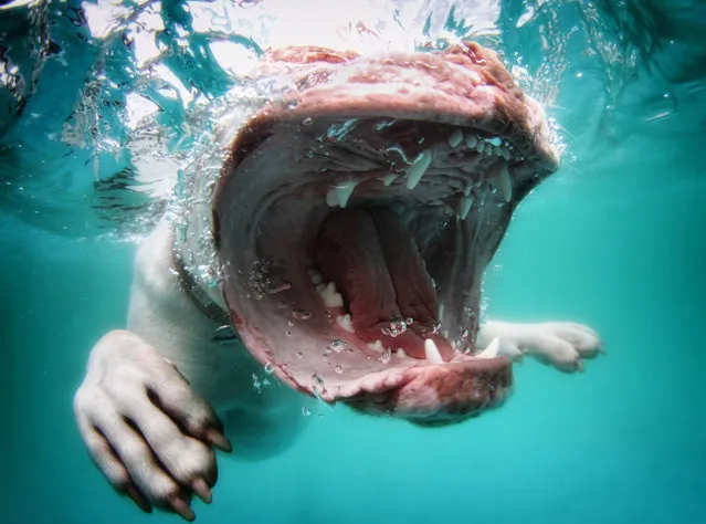 “Underwater Puppies”: Coraline, Olde English bulldogge. (Photo by Seth Casteel)