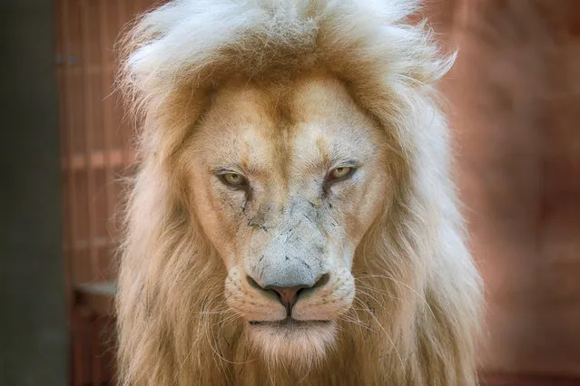 Five-year old white lion Ludwig, father of five new-born white lion cubs, in a private zoo in the village of Demydiv 50 kilometres west of Kiev, Ukraine, Thursday, August 11, 2016. Most white lions live in captivity as the rare colour mutation is widely believed to make it difficult for white lions to survive in the wild. (Photo by Efrem Lukatsky/AP Photo)