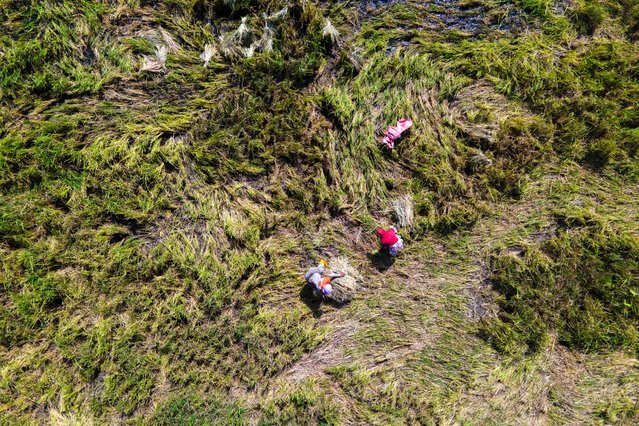 An aerial view shows farmers working in a rice paddy field during the harvest season in Lhoknga, Indonesia's Aceh province on January 23, 2025. (Photo by Chaideer Mahyuddin/AFP Photo)