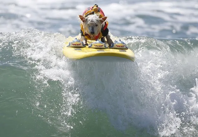 Surfer Dog Joey rides a wave at the 6th Annual Surf City surf dog contest in Huntington Beach, California September 28, 2014. (Photo by Lucy Nicholson/Reuters)